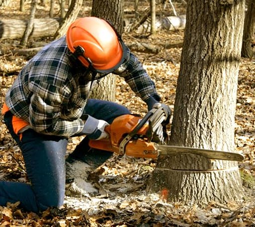 Tree Removal in Olsburg, KS